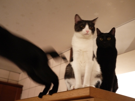 スタート地点猫 ぎゃぉすてぃぁらみるきぃ編。_a0143140_22565477.jpg