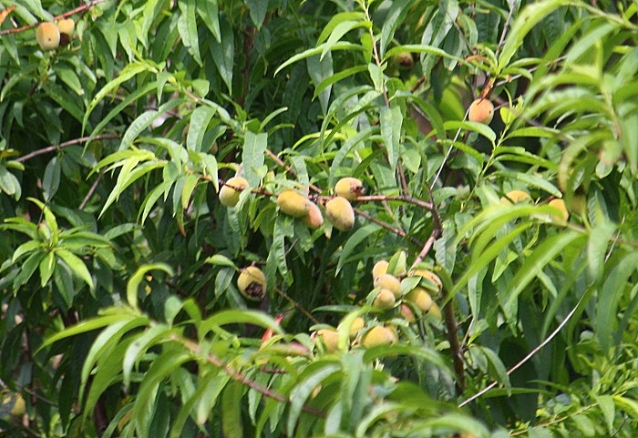 b0288942_8541835.jpg