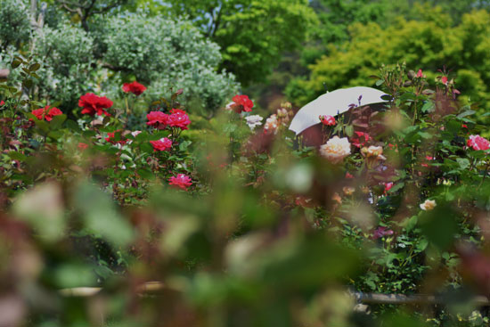 奥卯辰山健民公園（バラ園）_c0093046_1110679.jpg