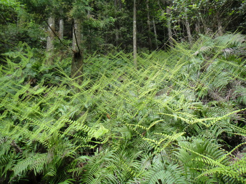 c0179351_963729.jpg