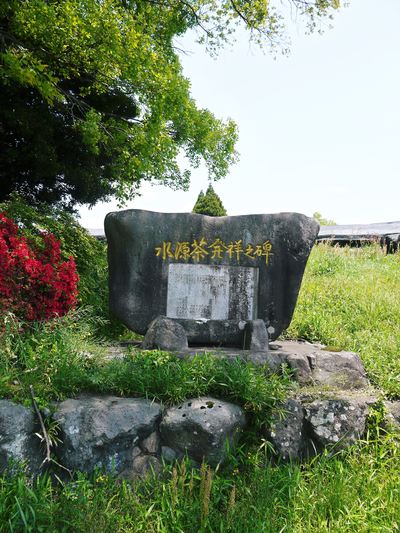 菊池水源茶 碾茶(てんちゃ)の茶摘み_a0254656_18121275.jpg
