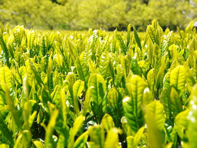 菊池水源茶 碾茶(てんちゃ)の茶摘み_a0254656_18275761.jpg