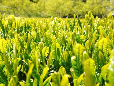 菊池水源茶　碾茶（てんちゃ）の茶摘み_a0254656_18275761.jpg