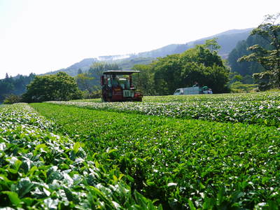 菊池水源茶　碾茶（てんちゃ）の茶摘み_a0254656_1843770.jpg