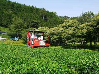 菊池水源茶　碾茶（てんちゃ）の茶摘み_a0254656_18462363.jpg