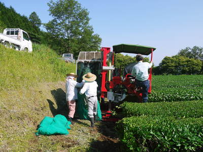 菊池水源茶　碾茶（てんちゃ）の茶摘み_a0254656_1916076.jpg