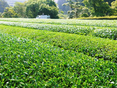 菊池水源茶　碾茶（てんちゃ）の茶摘み_a0254656_1927072.jpg