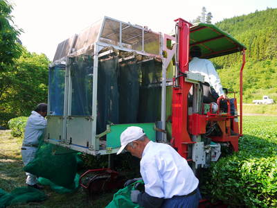菊池水源茶 碾茶(てんちゃ)の茶摘み_a0254656_1955532.jpg