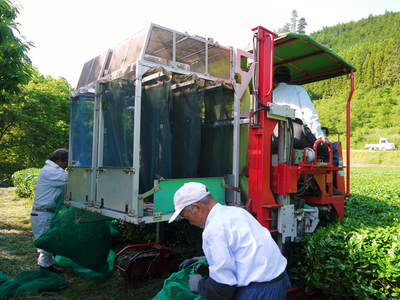 菊池水源茶　碾茶（てんちゃ）の茶摘み_a0254656_1955532.jpg