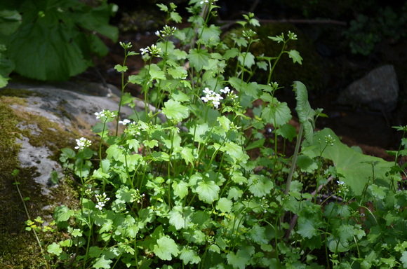 暑寒別岳の登山口の花たち　　　　２０１４　６／２_d0326559_1125545.jpg