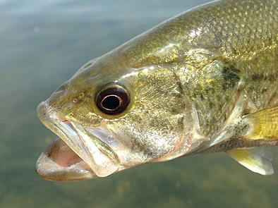 魚は釣れるけど・・・_b0177760_23208.jpg