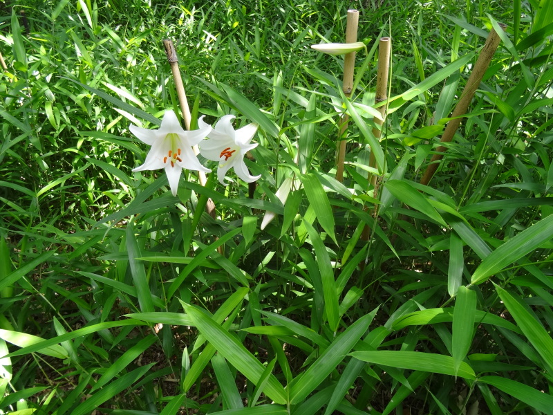 c0108460_22503775.jpg