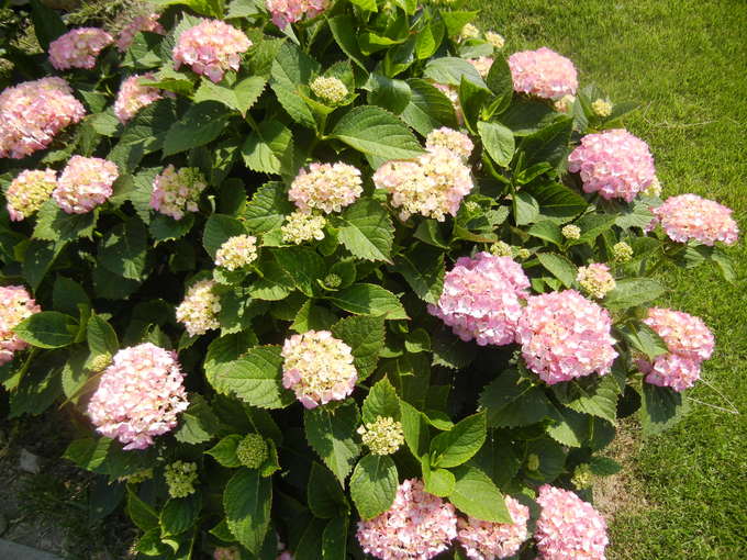 ’14,6,2(月)紫陽花が咲き始めたよ~!_f0060461_8324878.jpg