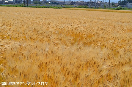 地鉄沿線を撮ってみました!黄金の景色編_a0243562_14443164.jpg