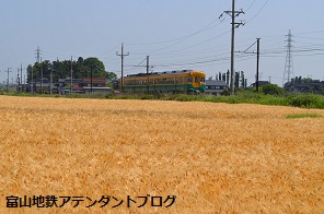 地鉄沿線を撮ってみました!黄金の景色編_a0243562_15052400.jpg