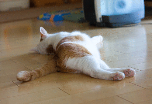 a0119470_21544476.gif