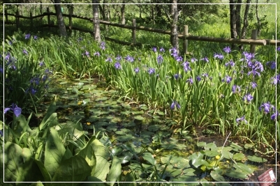 ブルーポピーに会いに♪　　　～箱根湿生花園①～_b0207284_0444944.jpg