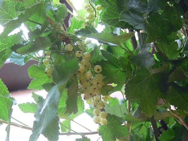e0140986_17125120.jpg