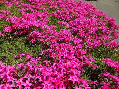 北見に行って、東藻琴の芝桜も見て_a0309389_9531939.jpg