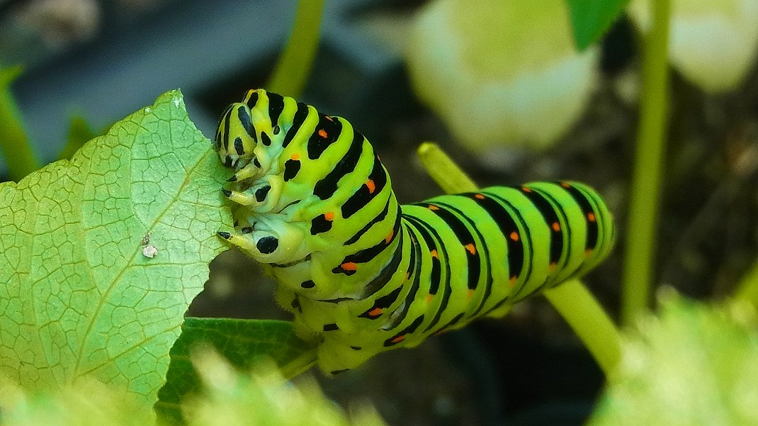 a0152692_17491444.jpg