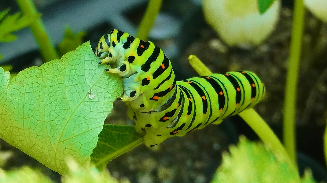 a0152692_17493329.jpg