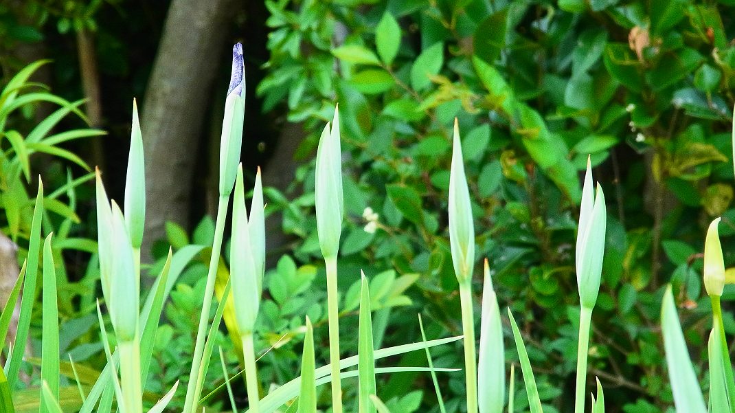a0152692_1834021.jpg