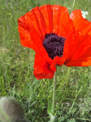 スウェ-デンの初夏の野の花_f0157298_6435254.jpg