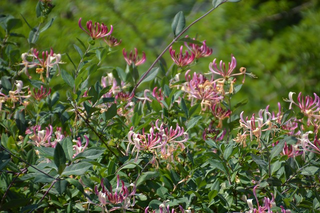 c0124100_2350455.jpg