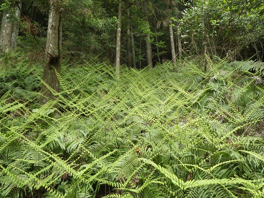 f0187402_2058218.jpg