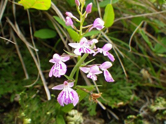 f0187402_2059231.jpg