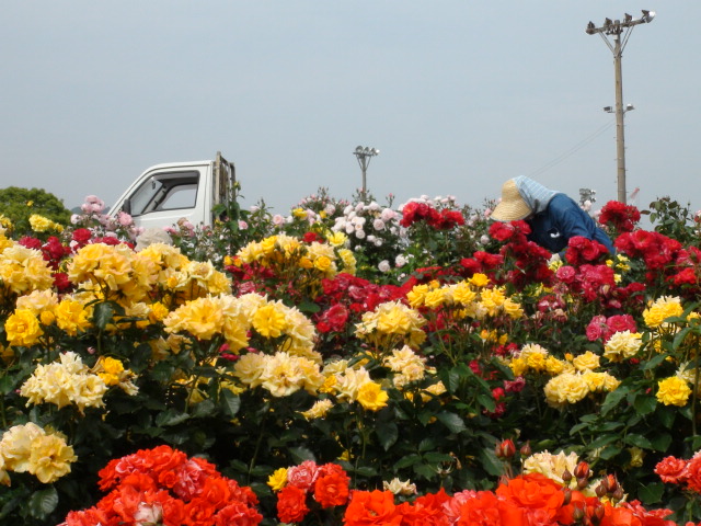 今治市大島のよしうみバラ公園…2014・6・2_f0231709_14185322.jpg