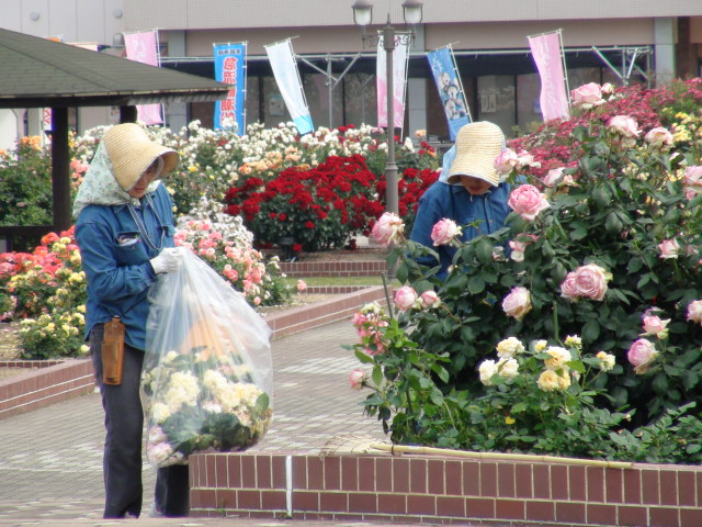 今治市大島のよしうみバラ公園…2014・6・2_f0231709_1472192.jpg