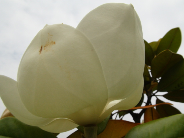 タイサンボク 泰山木の花 徳ちゃん便り