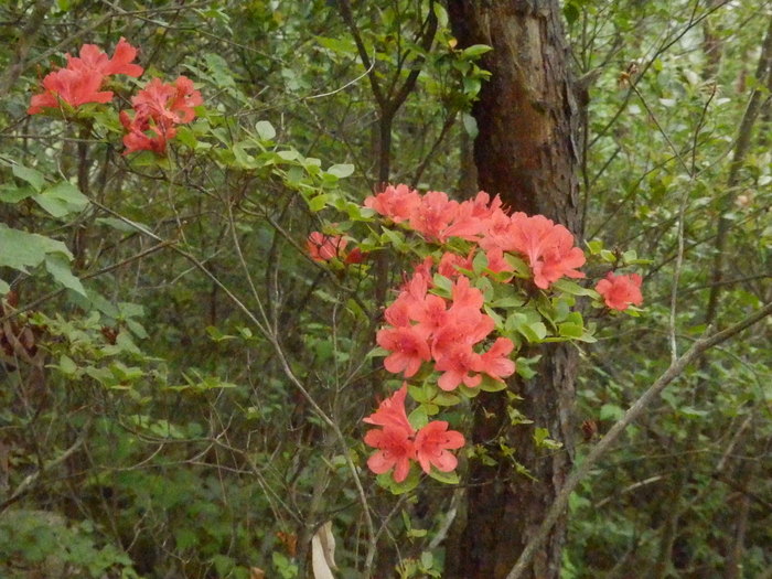 f0219710_1371756.jpg