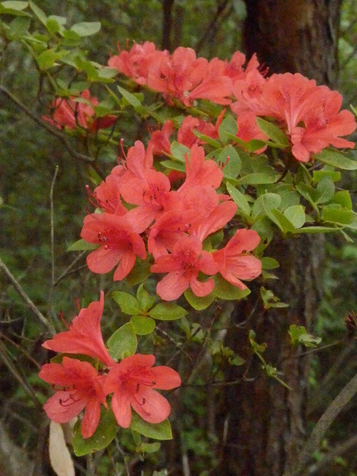 f0219710_1373521.jpg