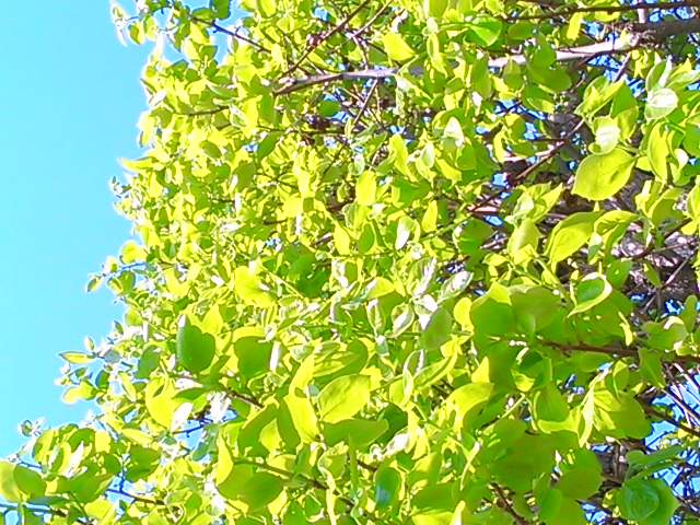 c0144511_15303559.jpg