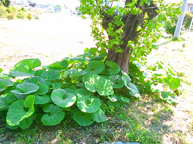 c0144511_1531166.jpg