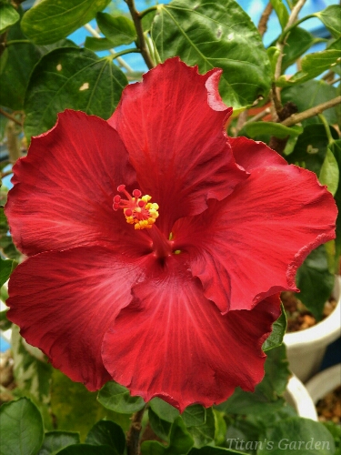 Hibiscus × rosa-sinensis \'Merlot\'_b0099813_0315384.jpg