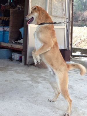 再度の緊急お願い「　ロッキーくんの飼い主さん急募！」_d0226013_8393130.jpg