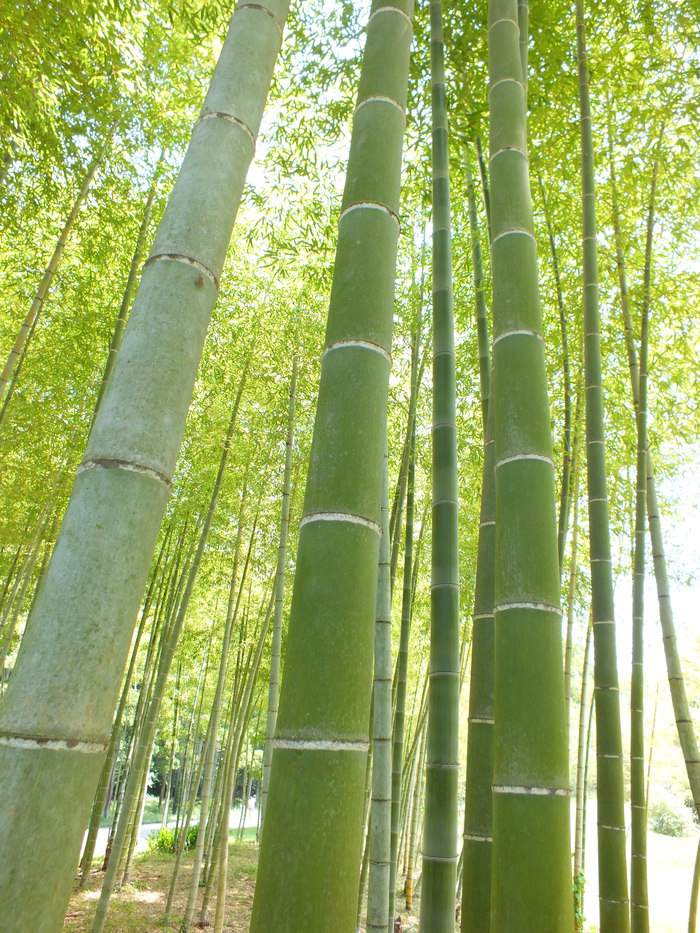 今年竹 日々の風景 今年竹 日々の風景