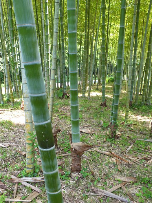 今年竹 日々の風景 今年竹 日々の風景