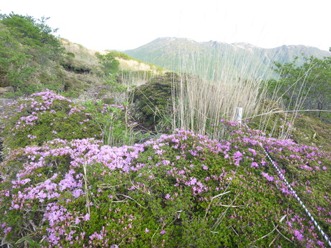 日本百名山　九重山登頂　　すがもりこえ　編_d0170615_9202267.jpg