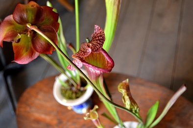 涼しげな多肉植物と食虫植物_d0263815_1428441.jpg