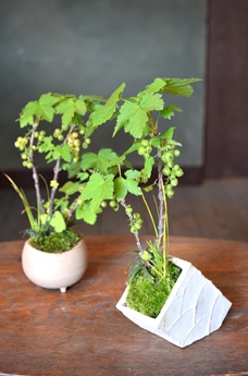 涼しげな多肉植物と食虫植物_d0263815_14442725.jpg