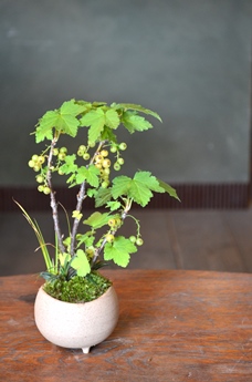 涼しげな多肉植物と食虫植物_d0263815_1445109.jpg