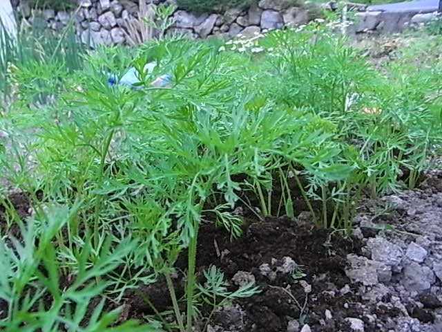 おやつの詩　６月３日（火）　くもり　雨_f0341616_67196.jpg