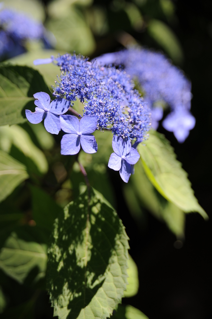 花菖蒲見に行きました・・・_c0276323_6433135.jpg