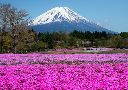 ダイヤモンド富士と芝桜_f0035323_13261623.jpg