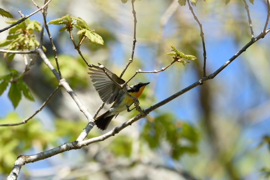 今回の撮影目的は野鳥_e0037126_22372085.jpg