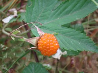 浜どこの植物たち_a0317336_8263034.jpg